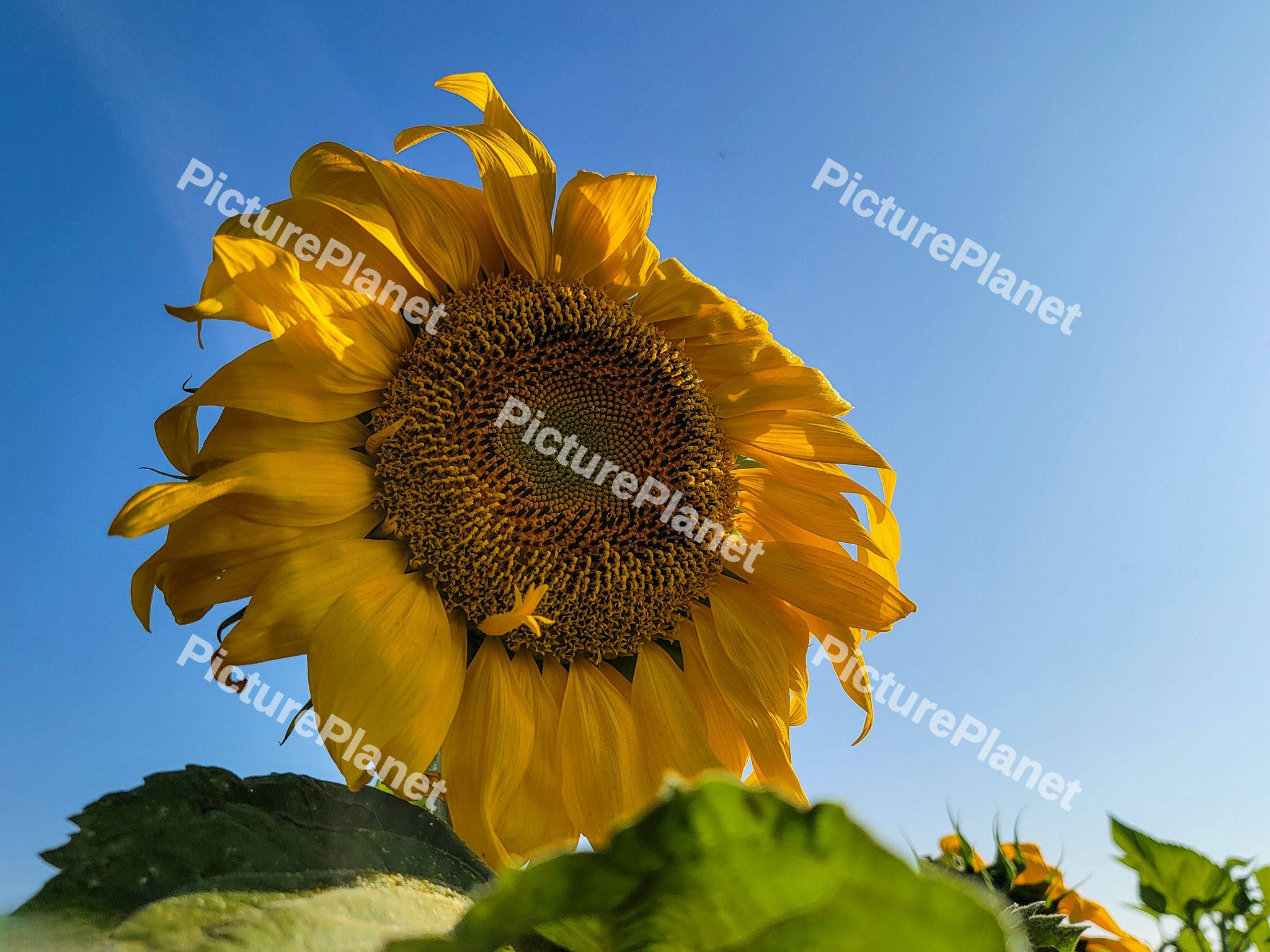 Gigant Sunflower